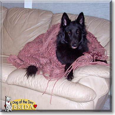 Breda, the Dog of the Day