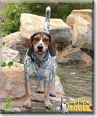 Bugle, the Dog of the Day