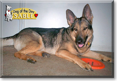 Sable, the Dog of the Day