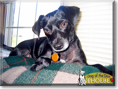 Phoebe, the Dog of the Day