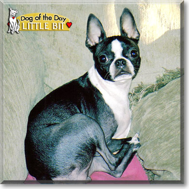 yorkie knee problems boston terrier knee problems breeds picture yorkie knee problems boston terrier knee problems breeds picture
