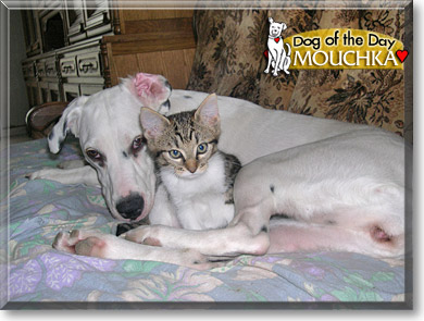 Mouchka, the Dog of the Day