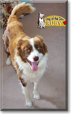 Ruby, the Dog of the Day