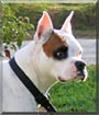 Duke
