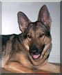 Sable