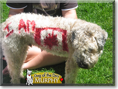 Murphy, the Dog of the Day Murphy, the Dog of the Day