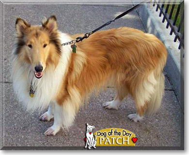 Patch, the Dog of the Day Patch, the Dog of the Day