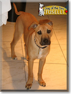 Fuselli, the Dog of the Day Fuselli, the Dog of the Day