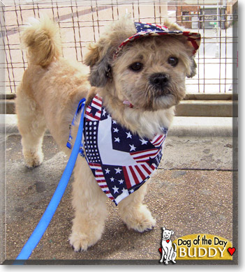 Buddy, the Dog of the Day