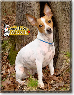 Moxie, the Dog of the Day Moxie, the Dog of the Day