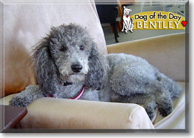 Bentley, the Dog of the Day Bentley, the Dog of the Day