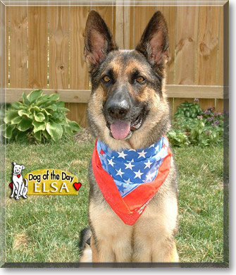Elsa, the Dog of the Day Elsa, the Dog of the Day