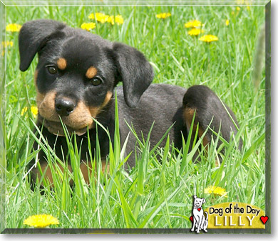 Lilly, the Dog of the Day