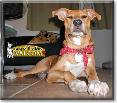 Valcom, the Dog of the Day Valcom, the Dog of the Day