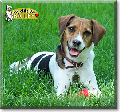 Bailey, the Dog of the Day Bailey, the Dog of the Day