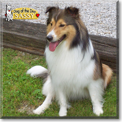 Sassy, the Dog of the Day Sassy, the Dog of the Day