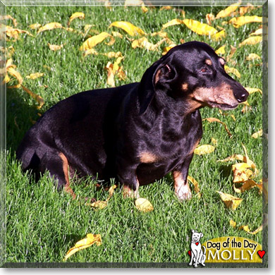 Molly, the Dog of the Day Molly, the Dog of the Day