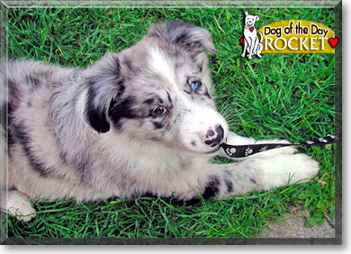 Rocket, the Dog of the Day Rocket, the Dog of the Day