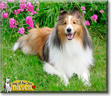 Trevor, the Dog of the Day