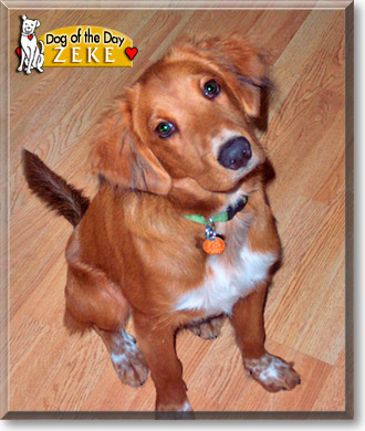 Zeke, the Dog of the Day Zeke, the Dog of the Day