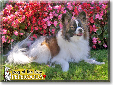 Peperooda, the Dog of the Day
