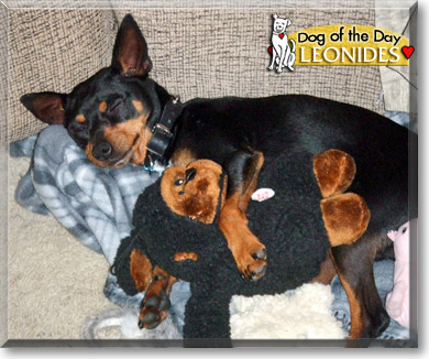 Leonidas, the Dog of the Day Leonidas, the Dog of the Day