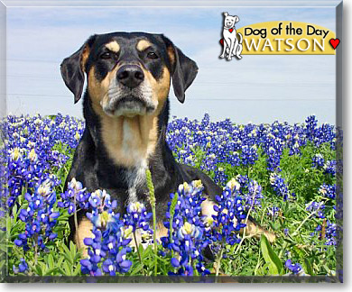Watson, the Dog of the Day
