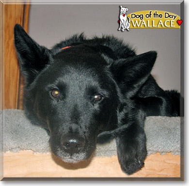 Wallace, the Dog of the Day