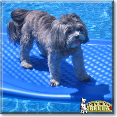 Bella, the Dog of the Day