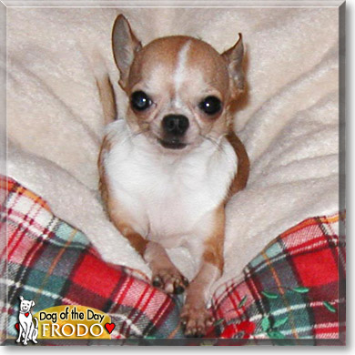 Frodo, the Dog of the Day