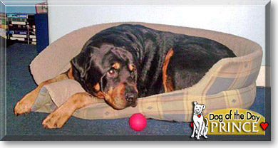 Prince, the Dog of the Day