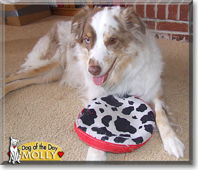 Molly, the Dog of the Day