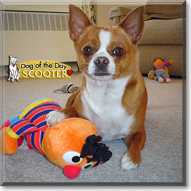 Scooter, the Dog of the Day Scooter, the Dog of the Day