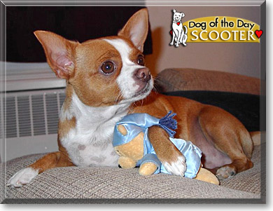 Scooter, the Dog of the Day