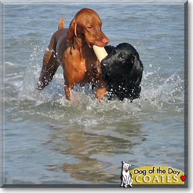 Coates, the Dog of the Day