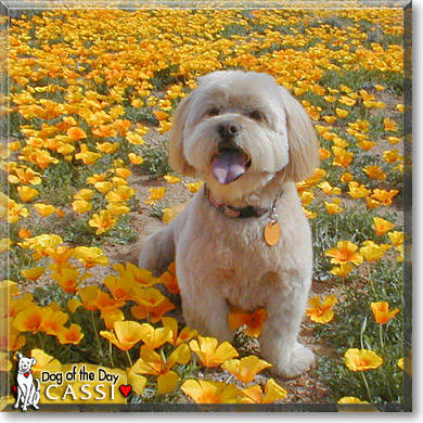 Cassi, the Dog of the Day