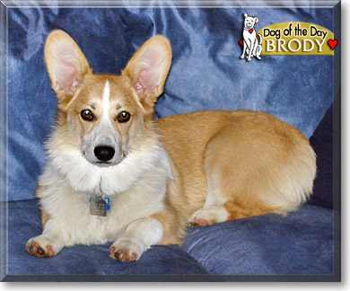 Brody, the Dog of the Day