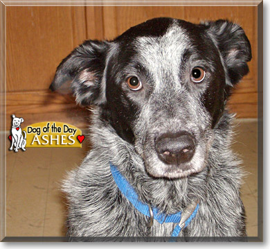 Ashes, the Dog of the Day Ashes, the Dog of the Day