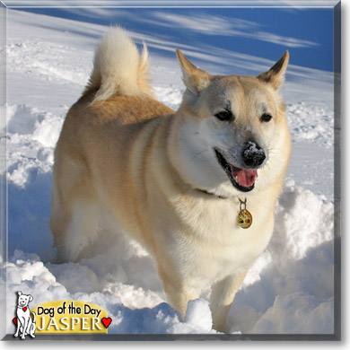 Jasper, the Dog of the Day