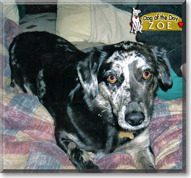 Zoe, the Dog of the Day