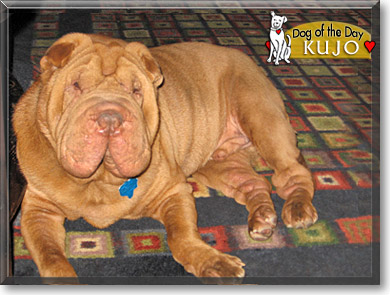 Kujo, the Dog of the Day Kujo, the Dog of the Day