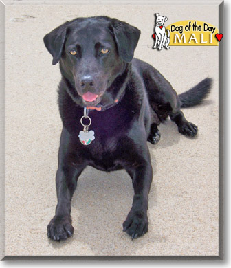Mali, the Dog of the Day