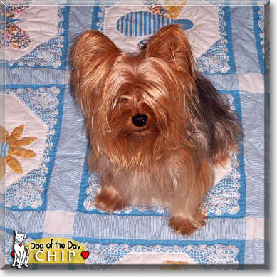 Chip, the Dog of the Day