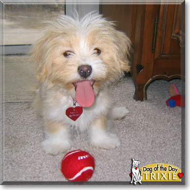 Trixie, the Dog of the Day Trixie, the Dog of the Day