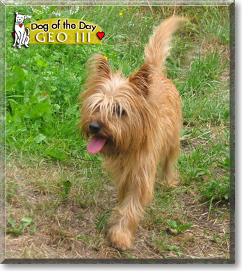 Geo III, the Dog of the Day Geo III, the Dog of the Day