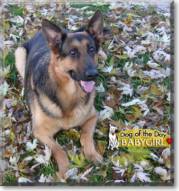 Babygirl, the Dog of the Day