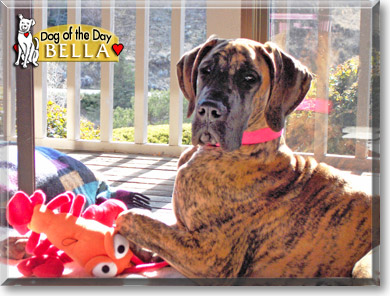 Bella, the Dog of the Day Bella, the Dog of the Day
