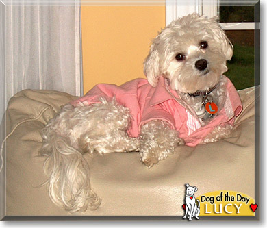 Lucy, the Dog of the Day