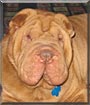 Kujo