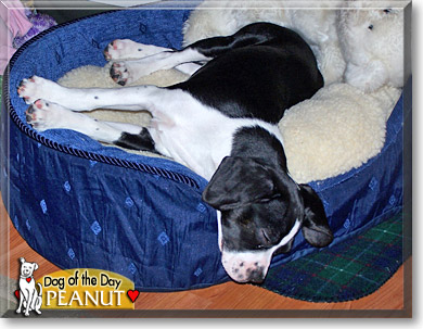 Peanut, the Dog of the Day